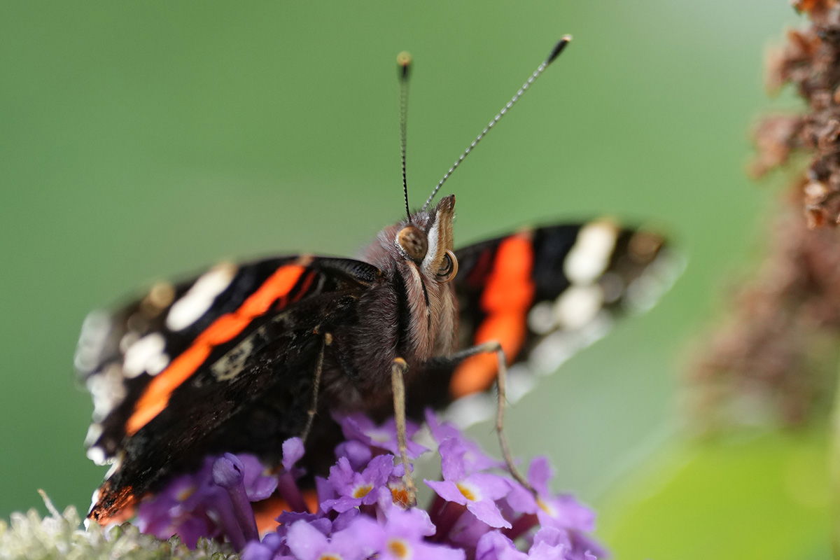 Sony FE 70-200 F2.8 GM II with 1.4x teleconverter