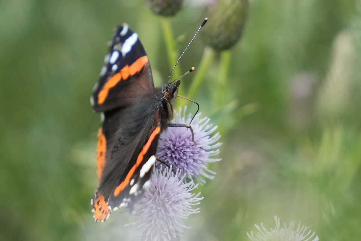 Sony FE 70-200 F2.8 GM with 1.4x teleconverter