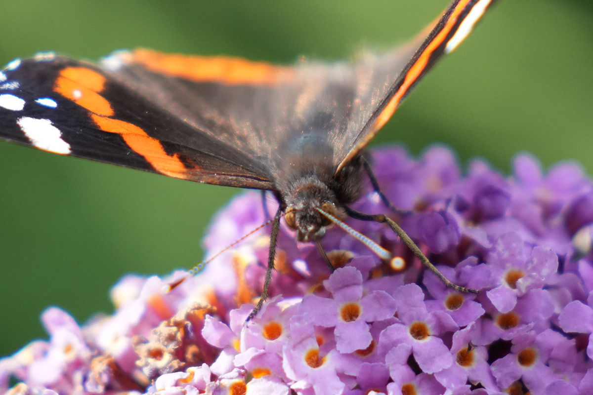 Sony FE 70-200 F2.8 GM with 1.4x teleconverter