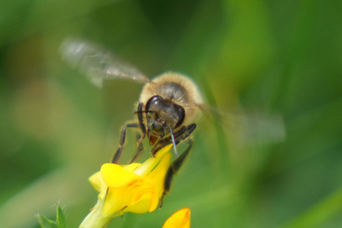 Sony FE 70-200 F2.8 GM with 2x teleconverter