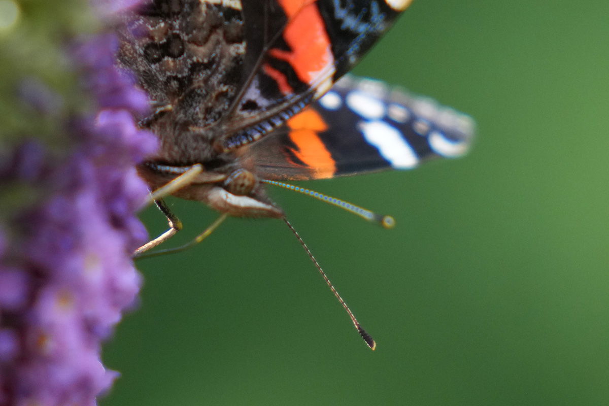 Sony FE 70-200 F2.8 GM with 2x teleconverter