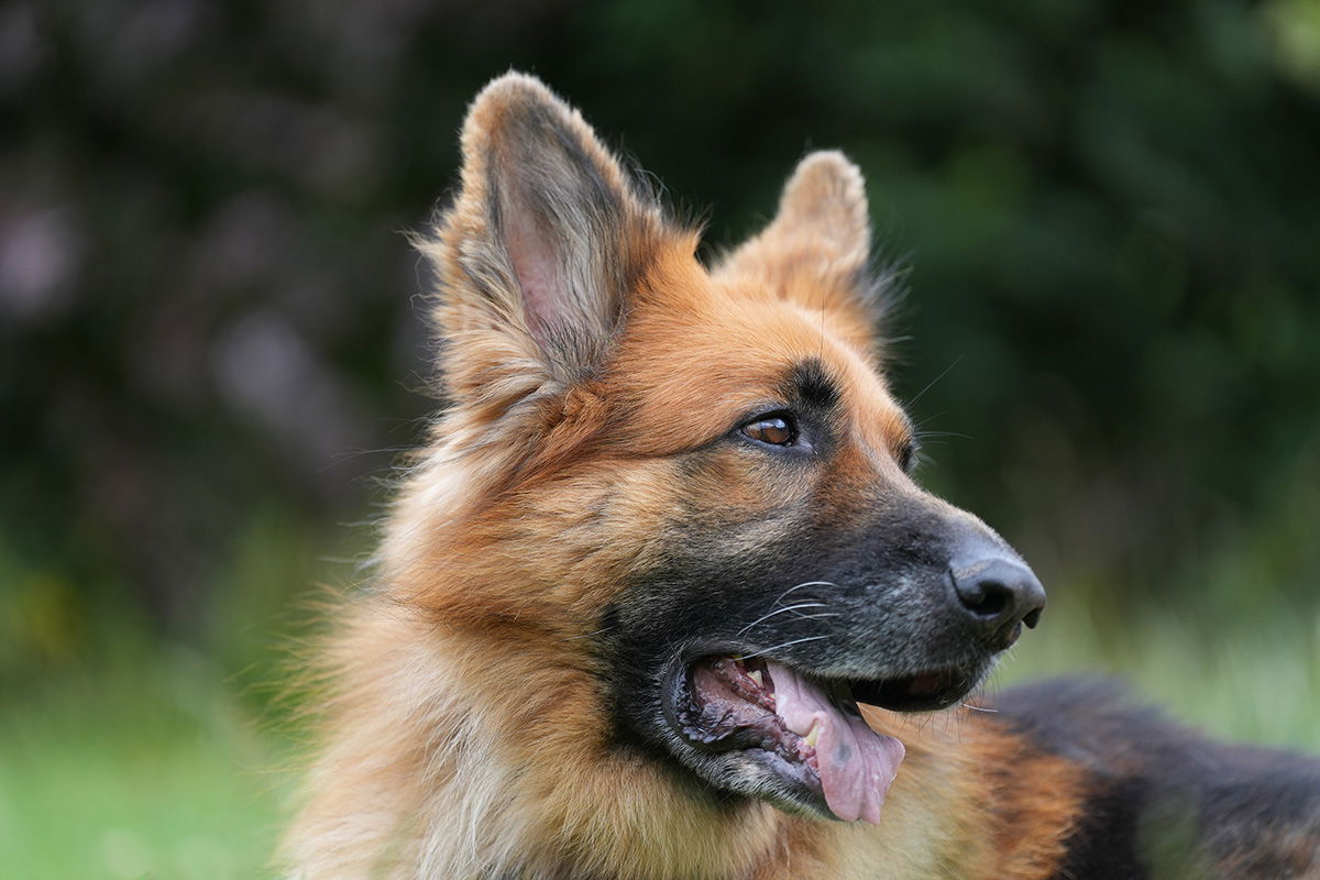 GSD dog shot with the Sony FE 70-200 F2.8 GM II OSS Lens at F2.8