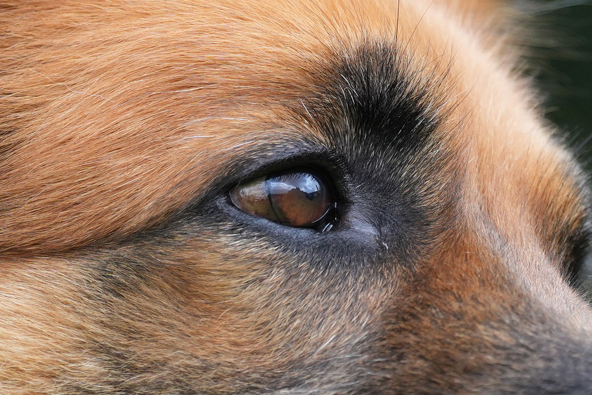 GSD dog shot with the Sony FE 70-200 F2.8 GM II OSS Lens at F2.8