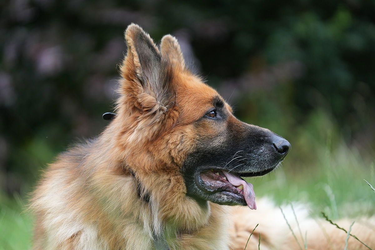 GSD dog shot with the Sony FE 70-200 F2.8 GM II OSS Lens at F2.8