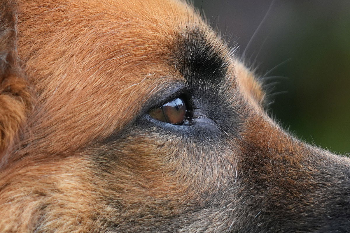 GSD dog shot with the Sony FE 70-200 F2.8 GM II OSS Lens at F2.8