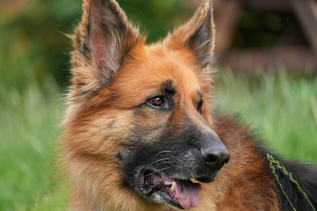 GSD dog shot with the Sony FE 70-200 F4 G II Macro OSS Lens at F4