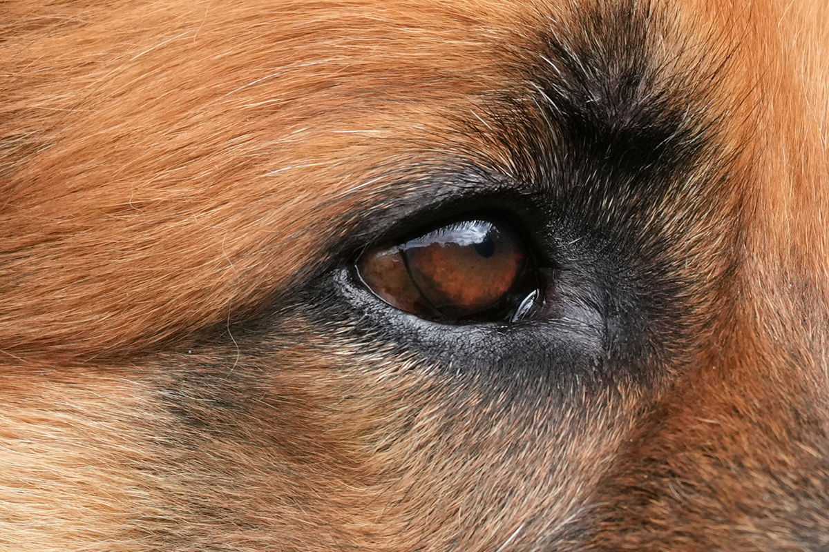 GSD dog shot with the Sony FE 70-200 F4 G II Macro OSS Lens at F4