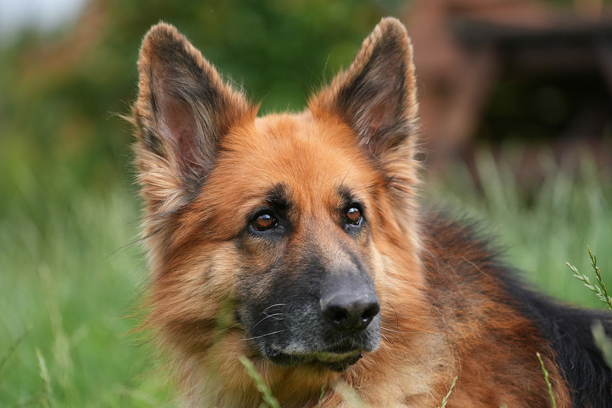 GSD dog shot with the Sony FE 70-200 F4 G OSS Lens at F4