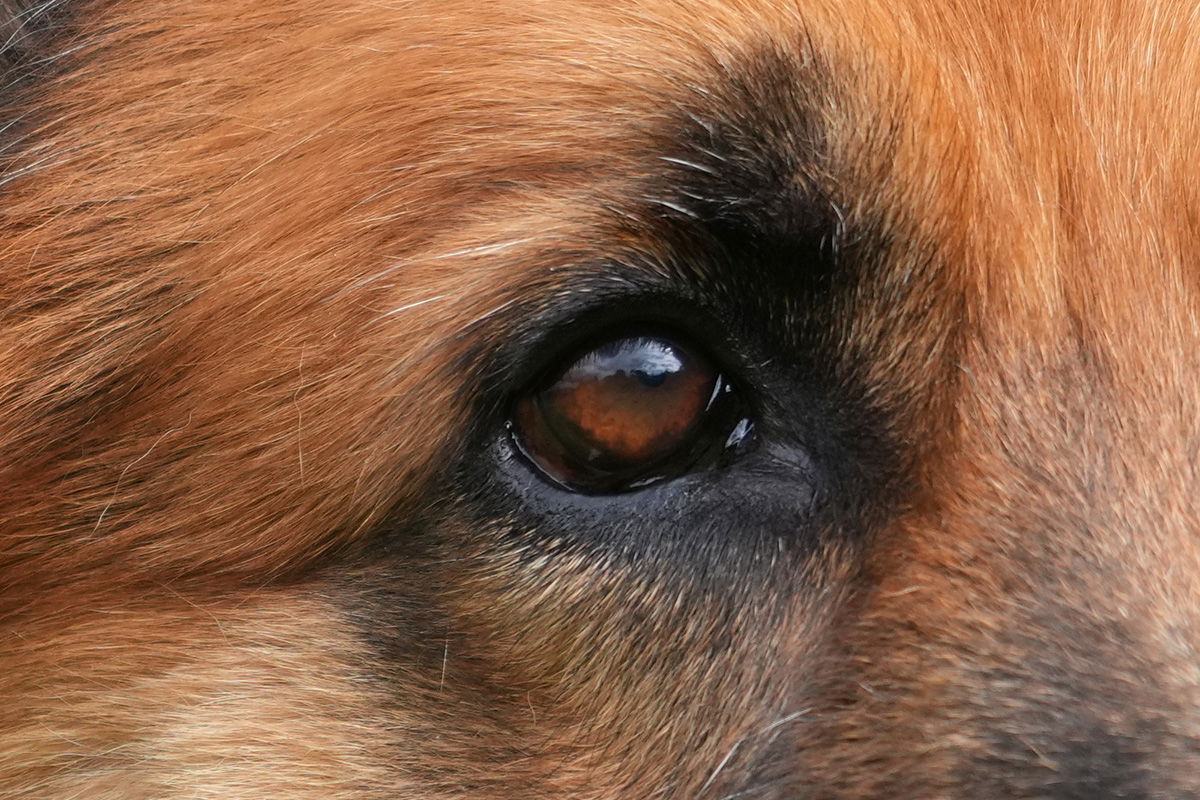 GSD dog shot with the Sony FE 70-200 F4 G OSS Lens at F4