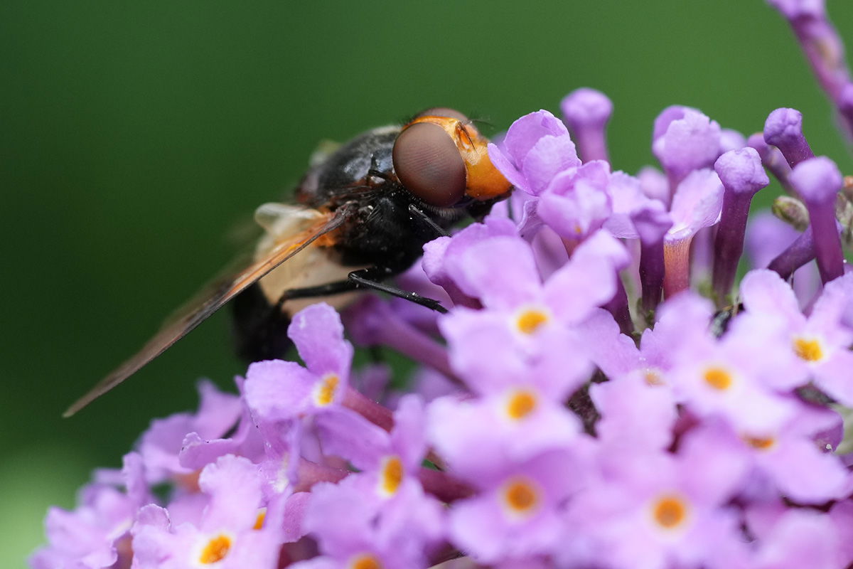 Fly taken with the Sony FE 70-200 F4 G II Macro OSS Lens