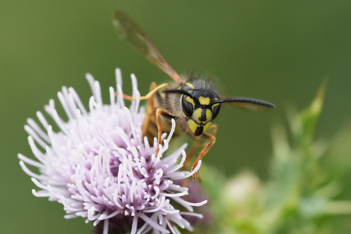Wasp taken with the Sony FE 70-200 F4 G II Macro OSS Lens
