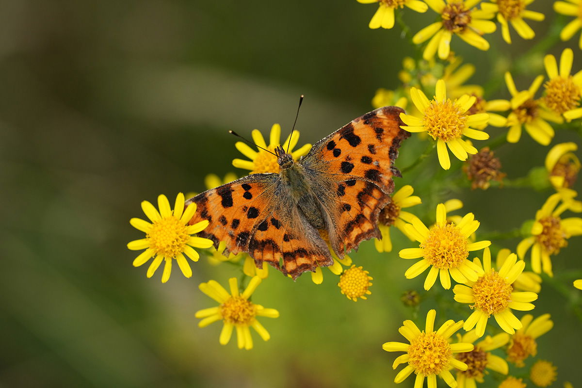 Coma butterfly shot with the Sony FE 70-200 F4 G II Macro OSS Lens