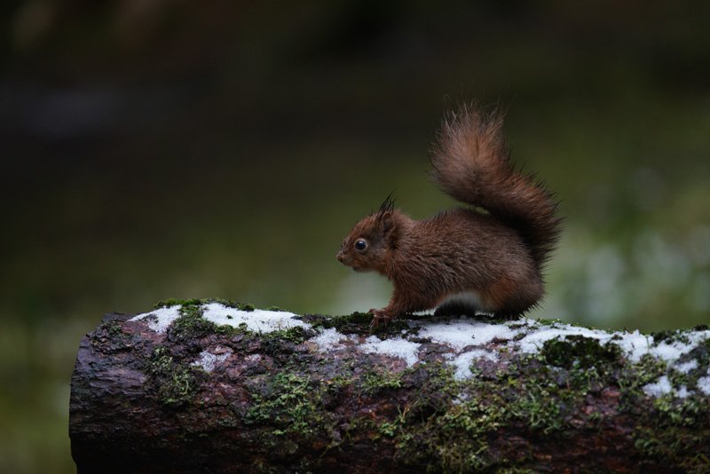 Red Squirrel taken with the Sony a7R III and SEL70200GM + SEL14TC