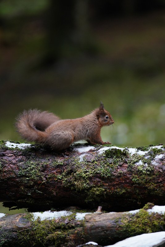 Red Squirrel taken with the Sony a7R III and SEL70200GM + SEL14TC