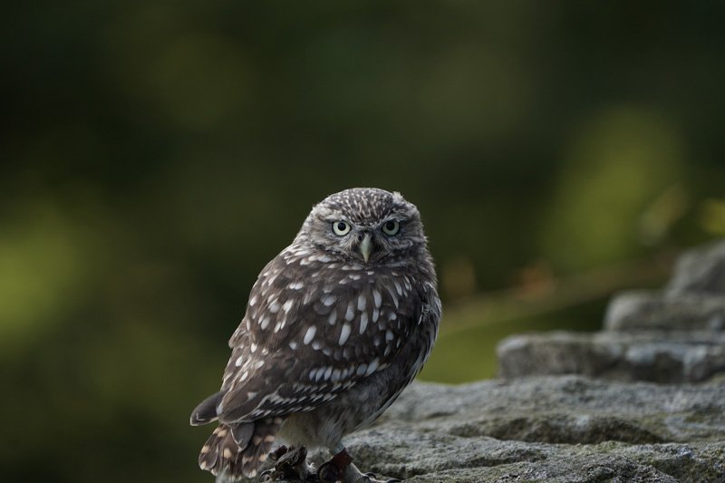 Little Owl taken with Sony a6500 and SEL100400GM Lens