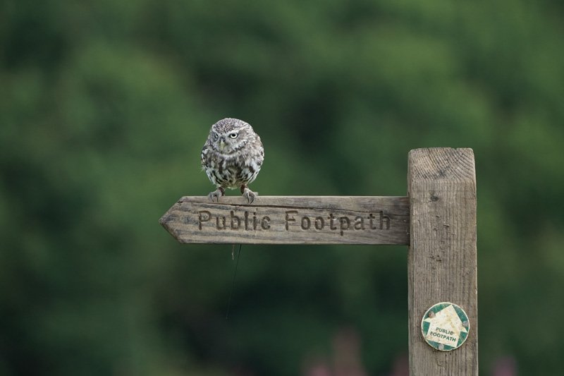 Little Owl taken with Sony a6500 and SEL100400GM Lens