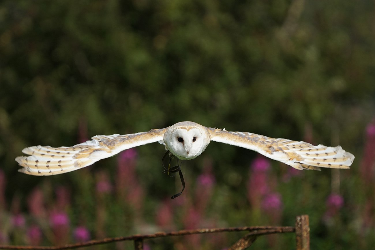 Barn Owl shot with the Sony SEL100400GM lens