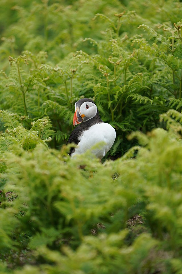Puffin shot with the Sony SEL100400GM lens