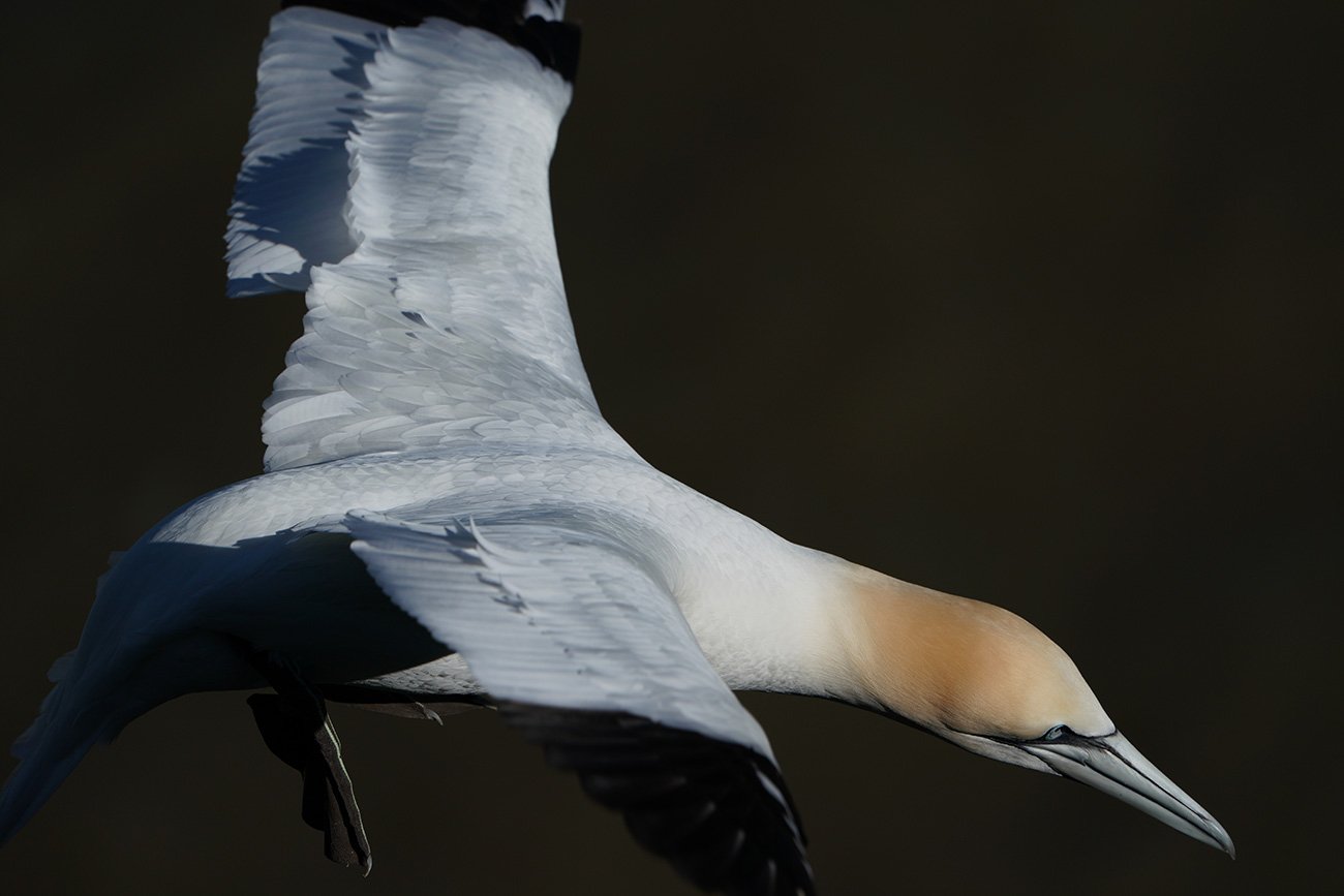 Northern Gannet shot with the Sony SEL100400GM lens