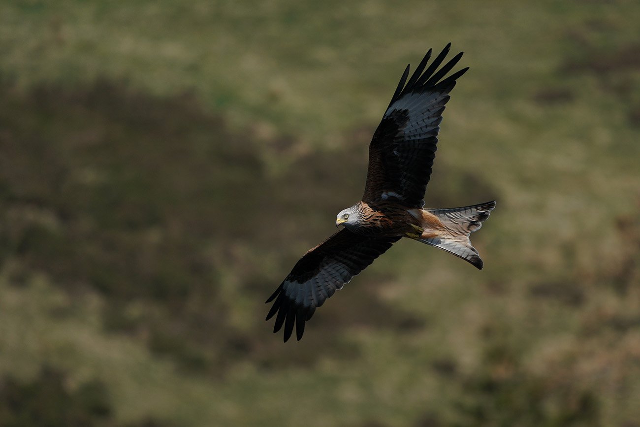 Red Kite shot with the Sony SEL100400GM lens
