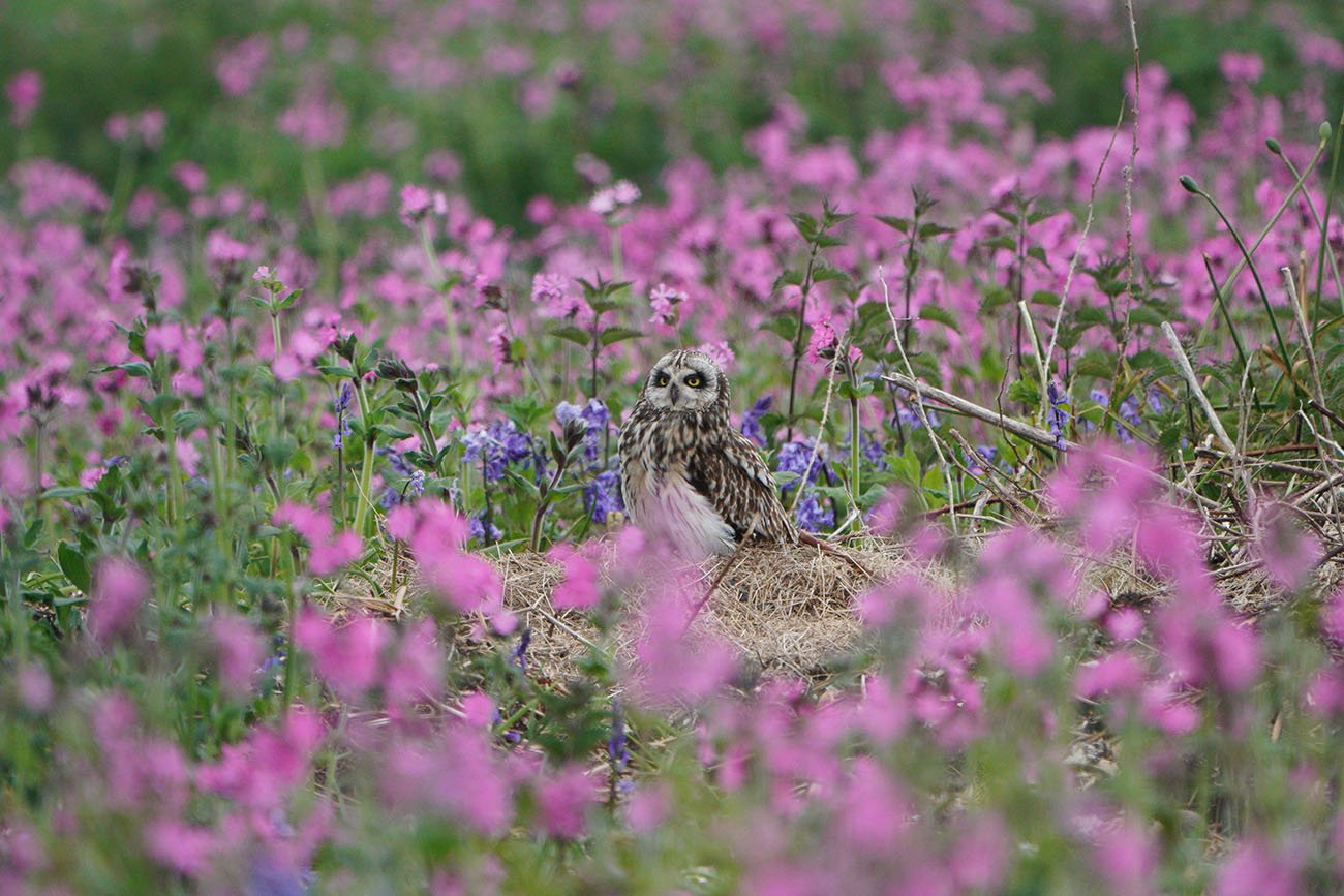 Short eared owl shot with the Sony SEL100400GM lens