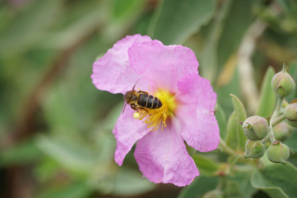 Sony SEL18135 Sample - Bee on Flower