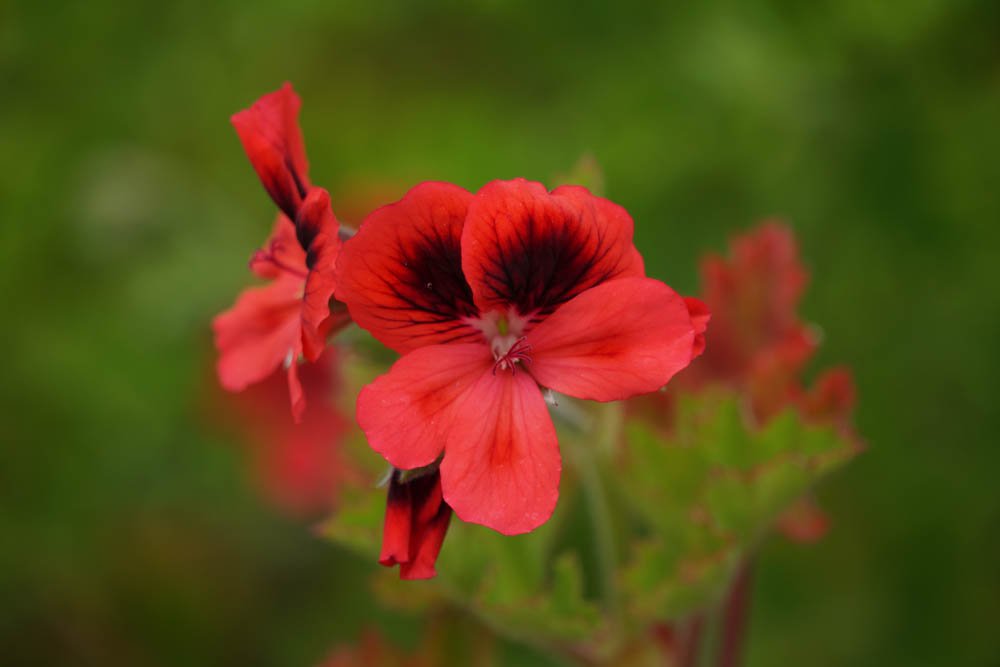 Sony SEL18135 Sample - Red Flowers La Gomera