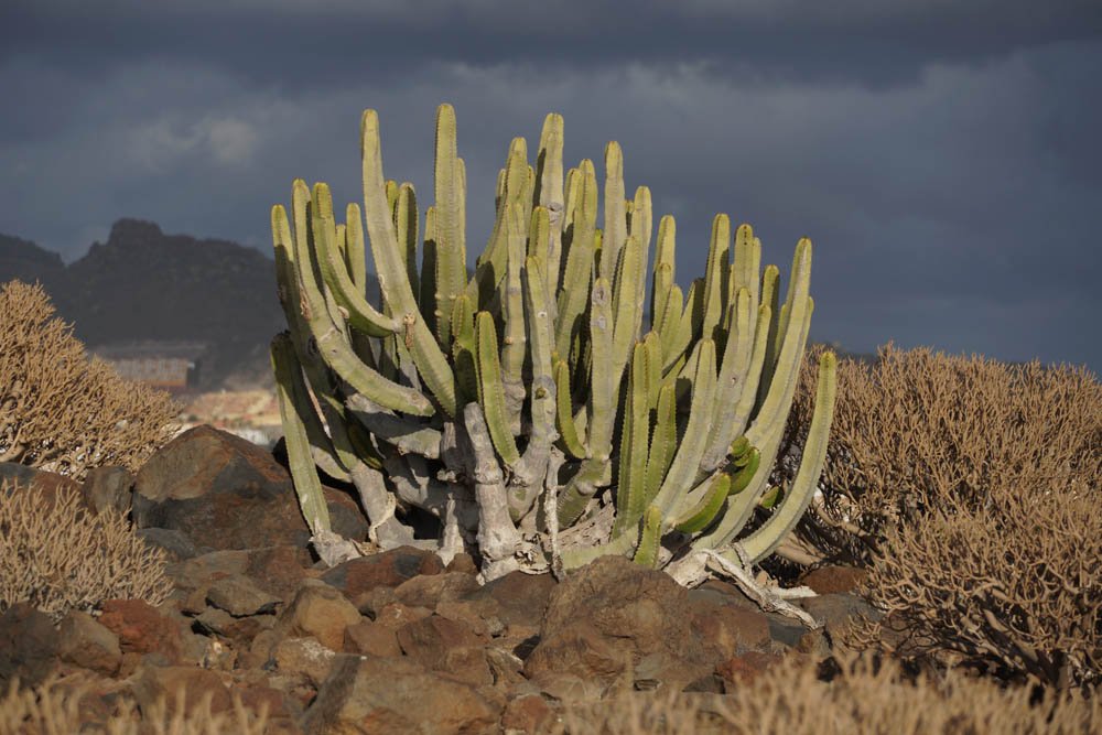 Sony SEL18135 Sample - Cactus Tenerife