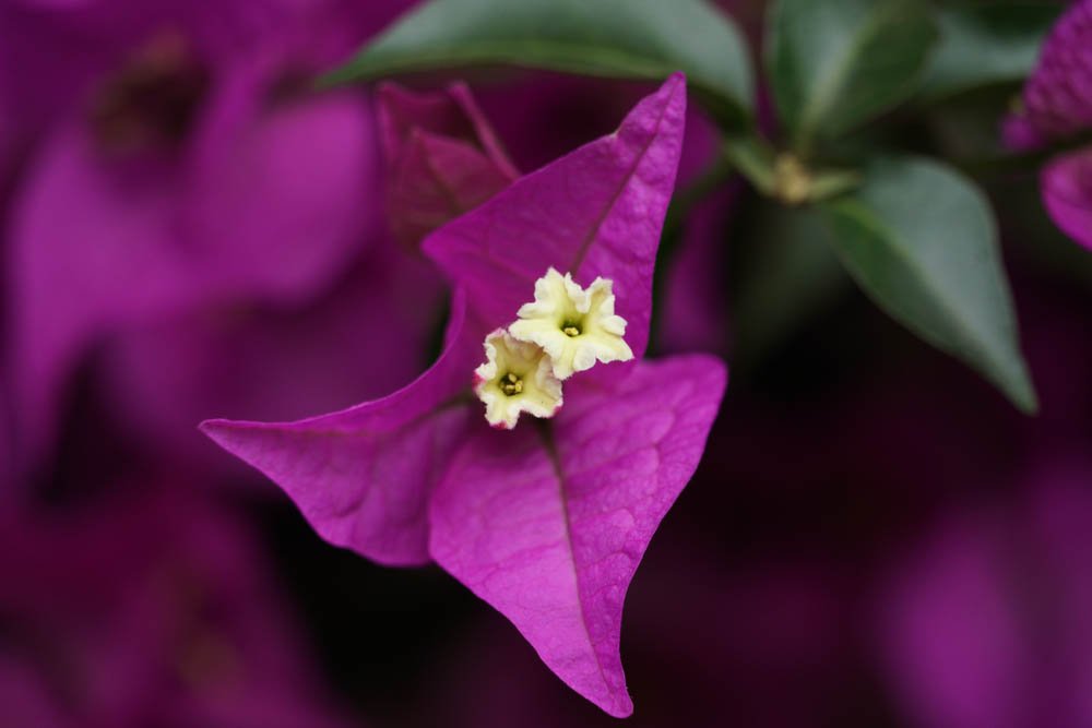 Sony SEL18135 Sample - Purple Flower
