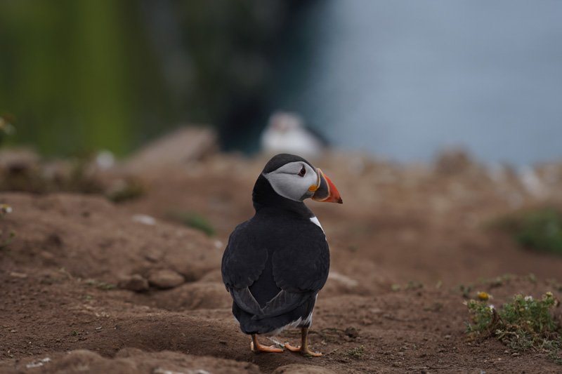 Puffin Skomer Island taken with Sony a6500 and SEL70200G Lens