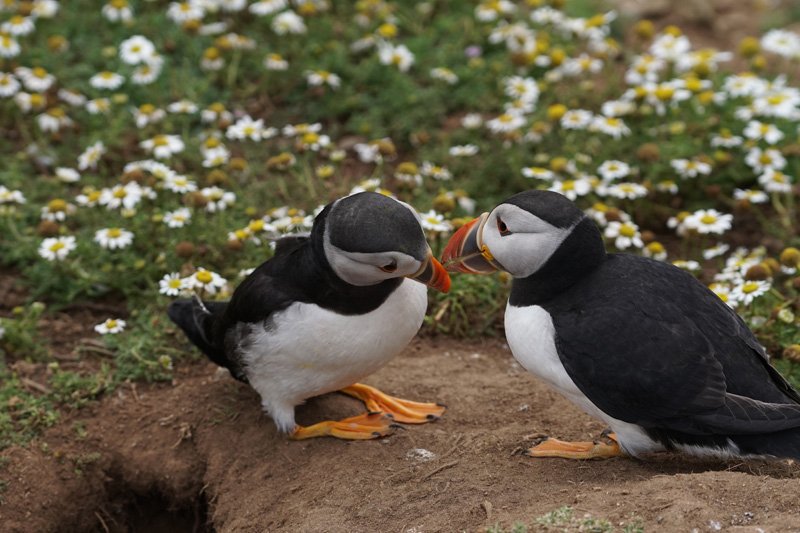 Puffin Skomer Island taken with Sony a6500 and SEL70200G Lens